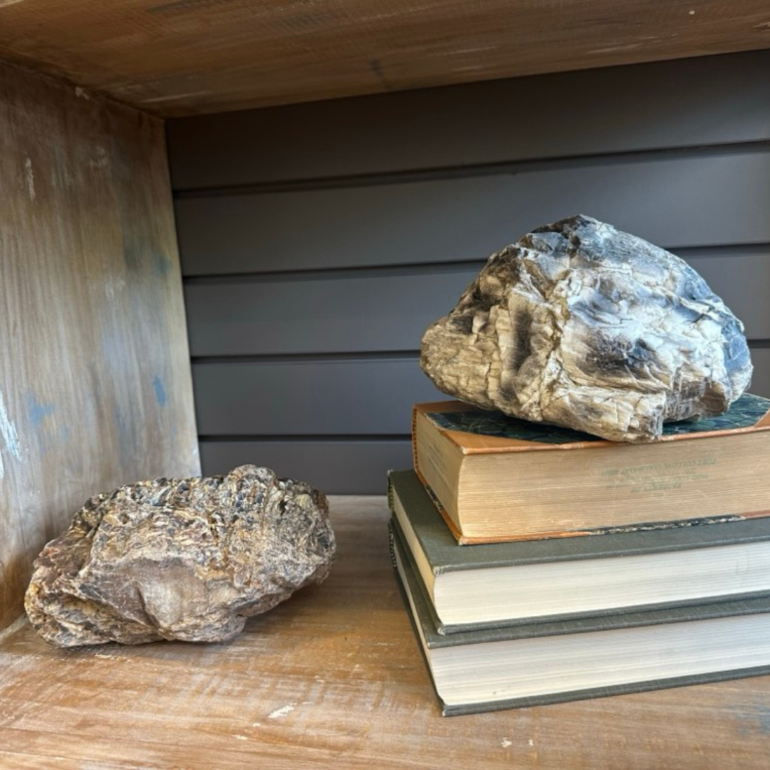 The Petrified Wood Relic - White Palm and another large, textured rock sit on a wooden shelf; one rests on three vintage hardcover books, while the wooden paneling behind enhances their natural appeal.