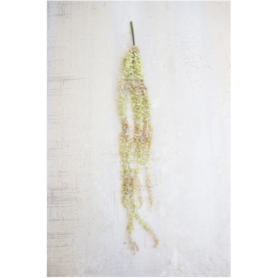 A long, cascading bunch of pale green and white flowers hangs against a textured off-white wall. The Arizona Necklace Plant greenery is small and closely packed along several thin, dangling stems that create a delicate, trailing appearance reminiscent of a necklace plant.