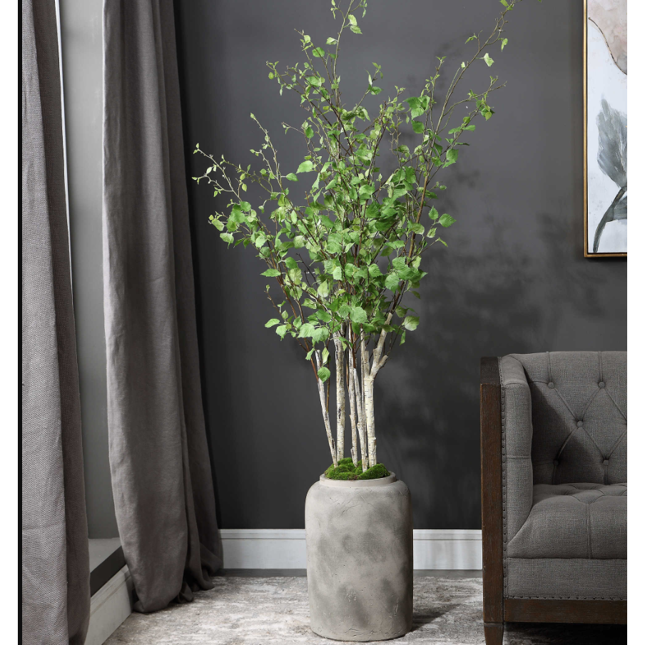 Potted River Birch Tree