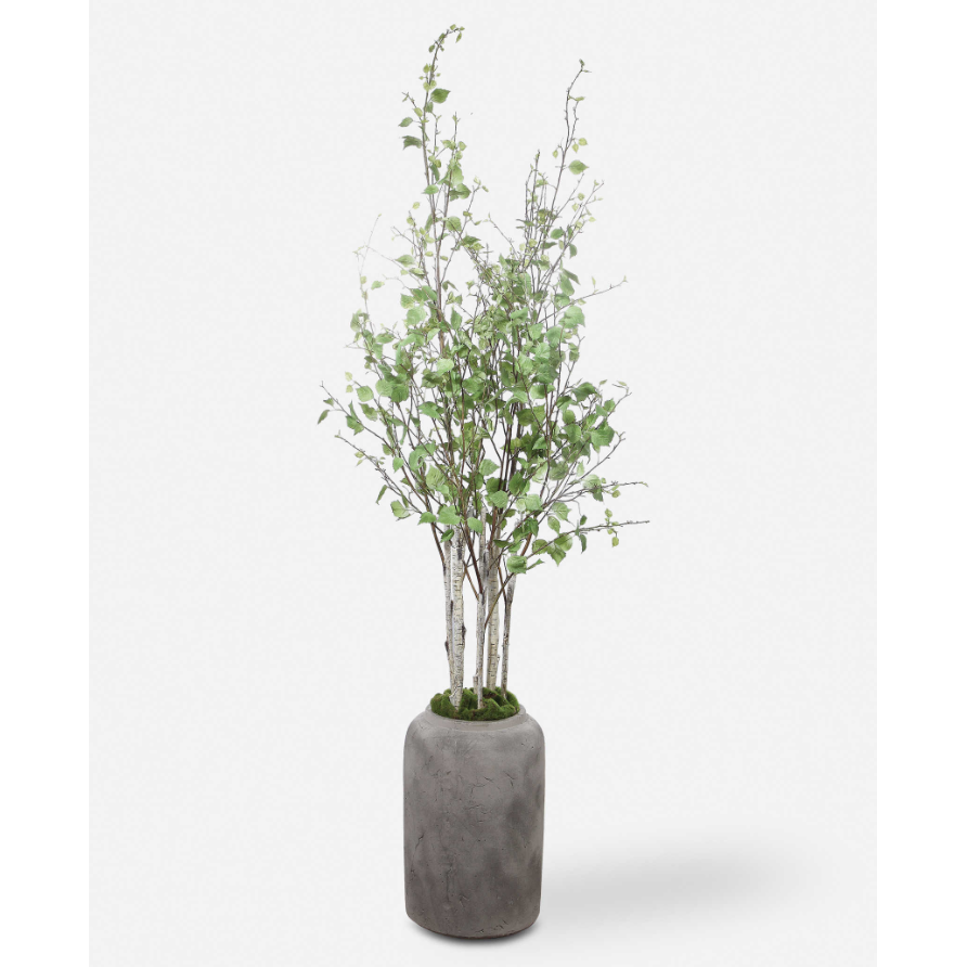 Potted River Birch Tree
