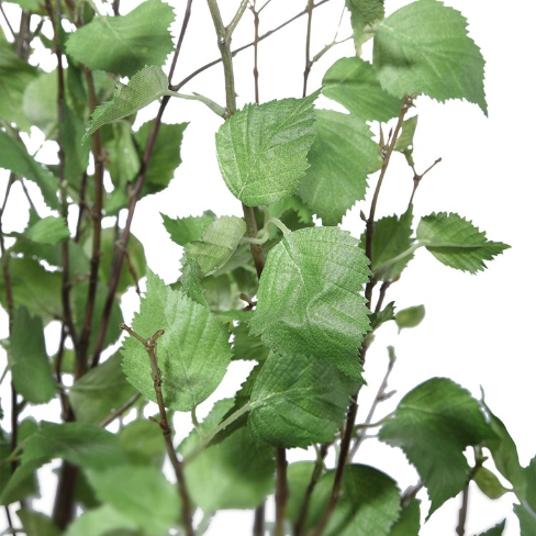 Potted River Birch Tree