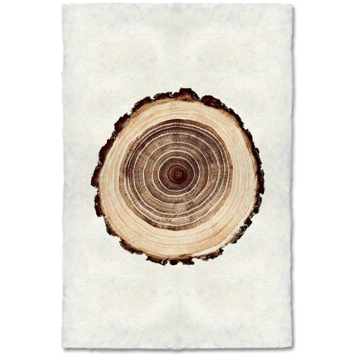 Tree Ring, Oak