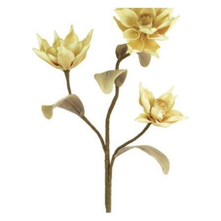 Botanica (116)