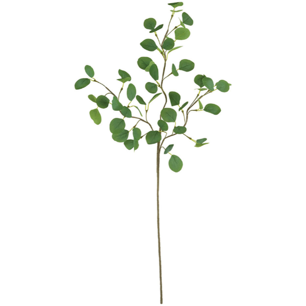 Eucalyptus Branch