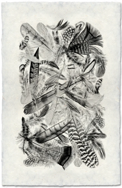 Collective Feathers, Black & White