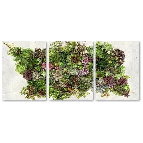 Collective Succulent Trilogy