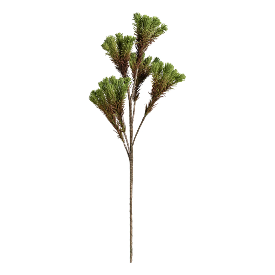 Desert Pine Cluster