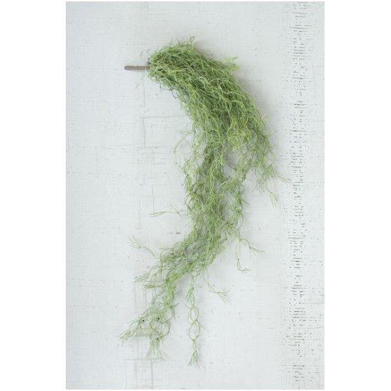 Green Moss