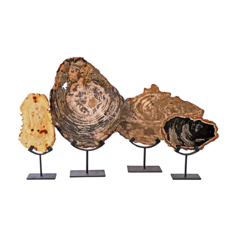 Four circular pieces of Petrified Wood on Stand in varying sizes and shapes, each mounted on a black metal stand. The wood displays swirling patterns and a mix of earthy tones, including beige, brown, and black. These Indonesia artisanal accents are lined up from left to right in order of size, smallest to largest.