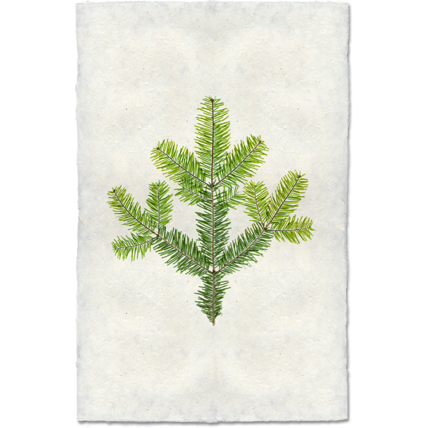 Silver Fir