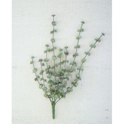 Succulent Bush