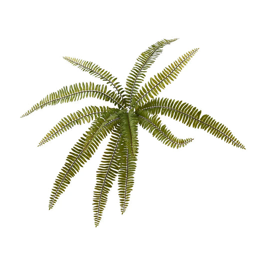 A Fern (20.5") with multiple long, narrow fronds radiating outward from the center. The fronds are composed of numerous small leaflets arranged in pairs along both sides of a thin central stem. The fern is displayed against a plain white background.