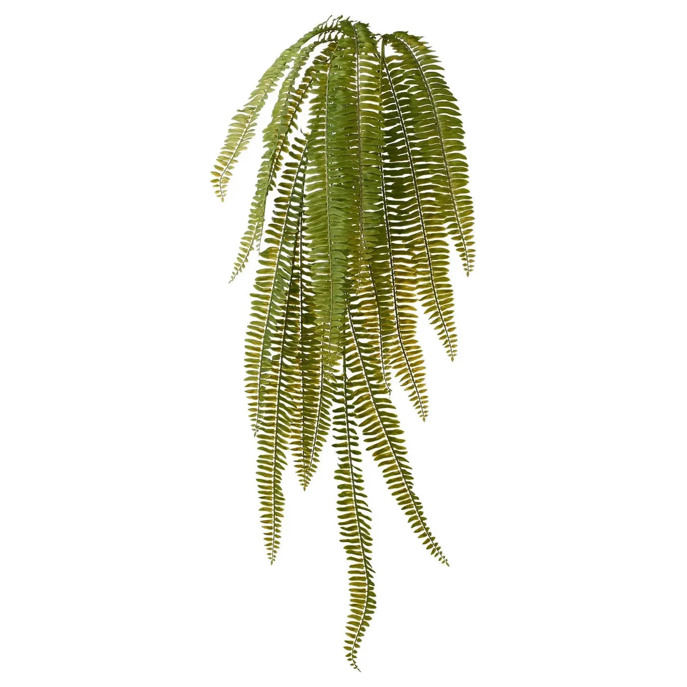 Fern (40")