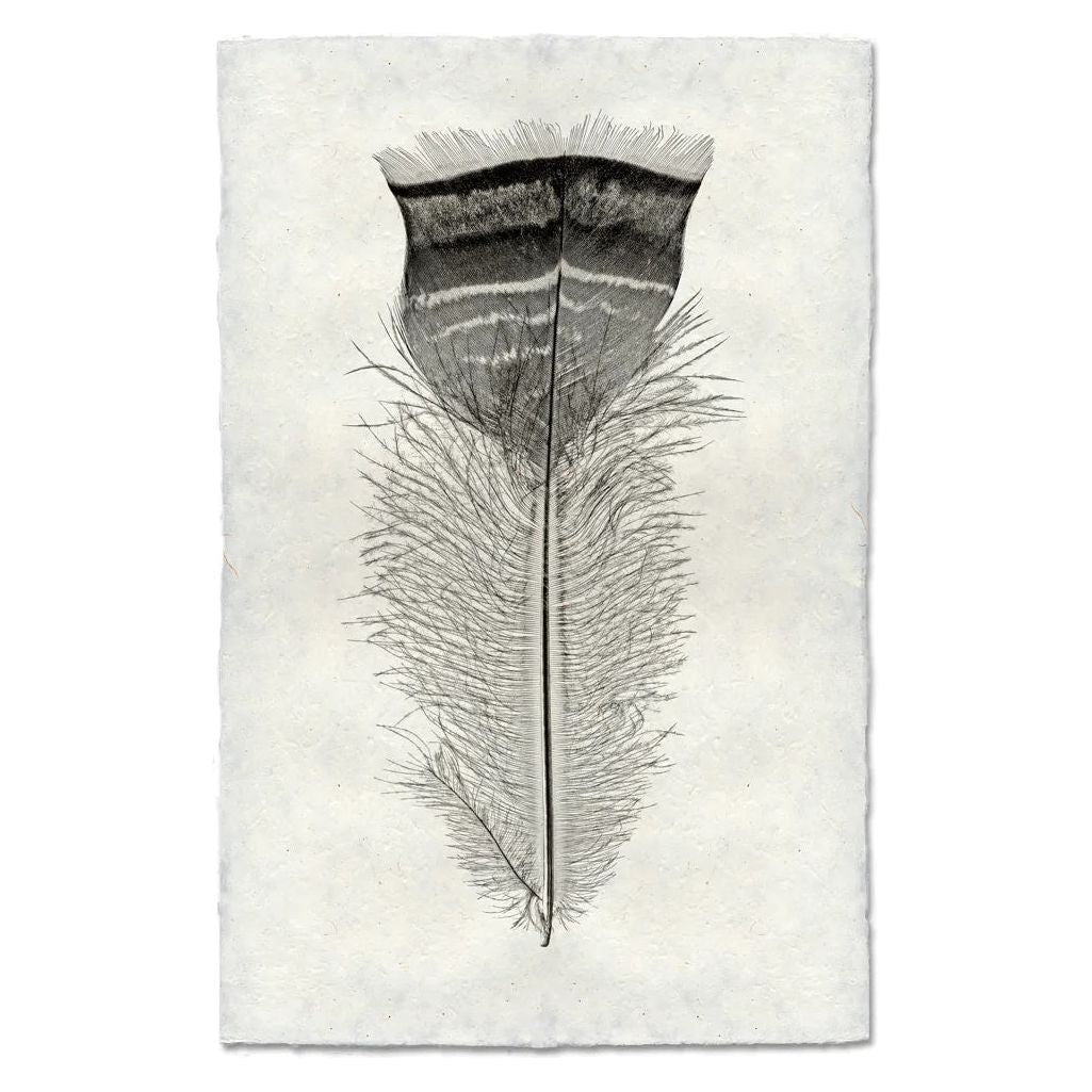 Feather, Turkey (18)