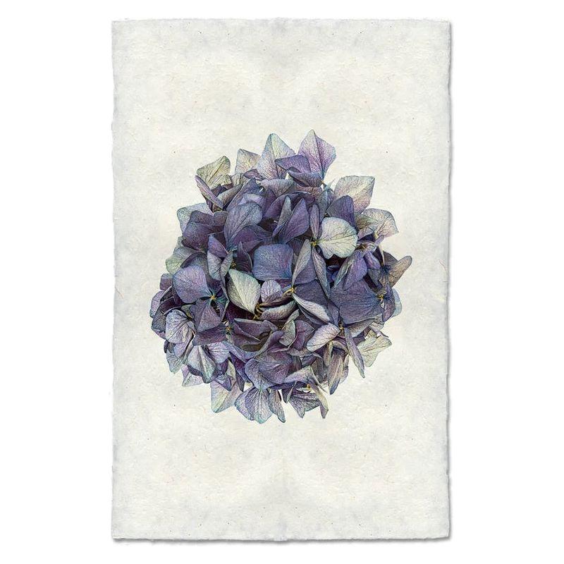 Hydrangeas (3)