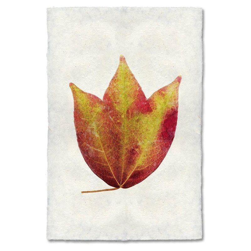American Cranberry Leaf
