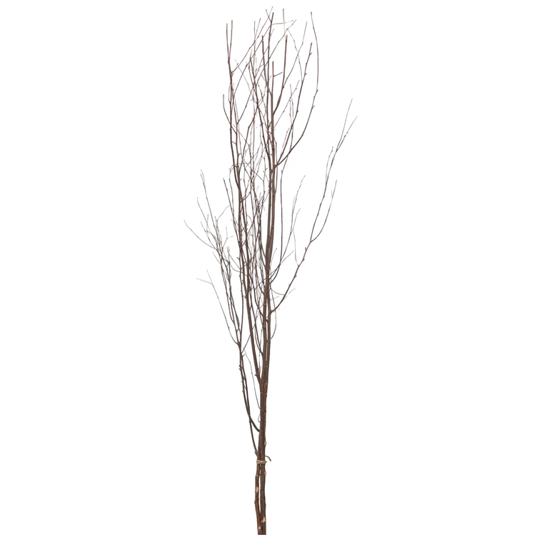 A bunch of slender, bare, brown birch branches bundled together, standing upright against a plain white background. The Birch Branch Bunch features multiple offshoots and varies in thickness, offering a natural, organic appearance.