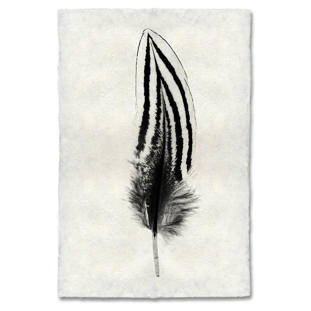 A single Grand, Silver Pheasant feather is centered on a textured, off-white background, handcrafted on archival quality handmade English Watercolor Paper. The feather features bold black stripes running parallel along its length, with a mix of fluffy and smooth textures, giving the image a unique, minimalist aesthetic.