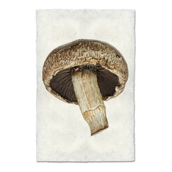 The illustration features a single portabello mushroom with a thick stem and an open cap, revealing dark gills underneath. Set against a light textured background similar to handmade Nepalese paper, the image highlights the natural details and contours of the mushroom.