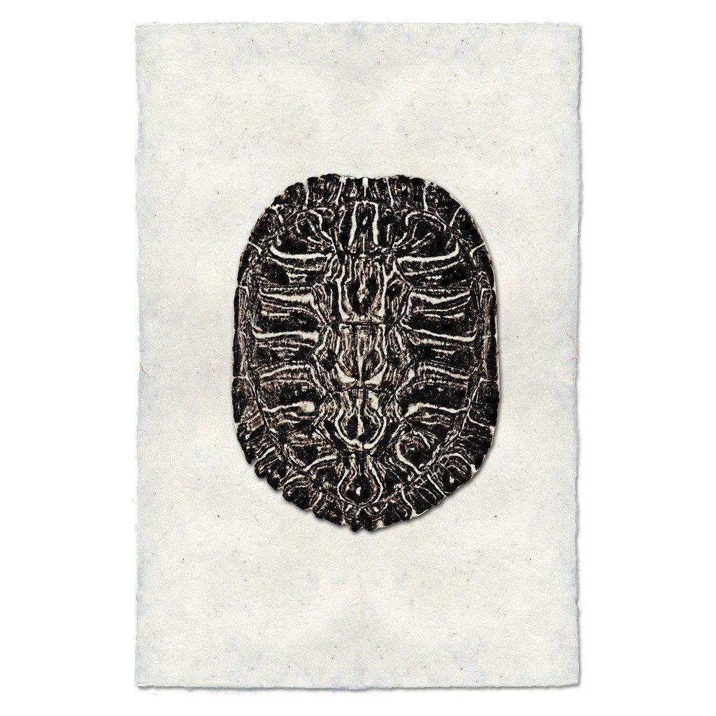 Turtle Shell (2)