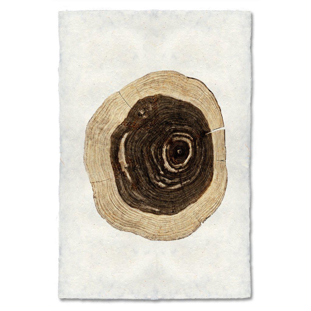 Tree Rings