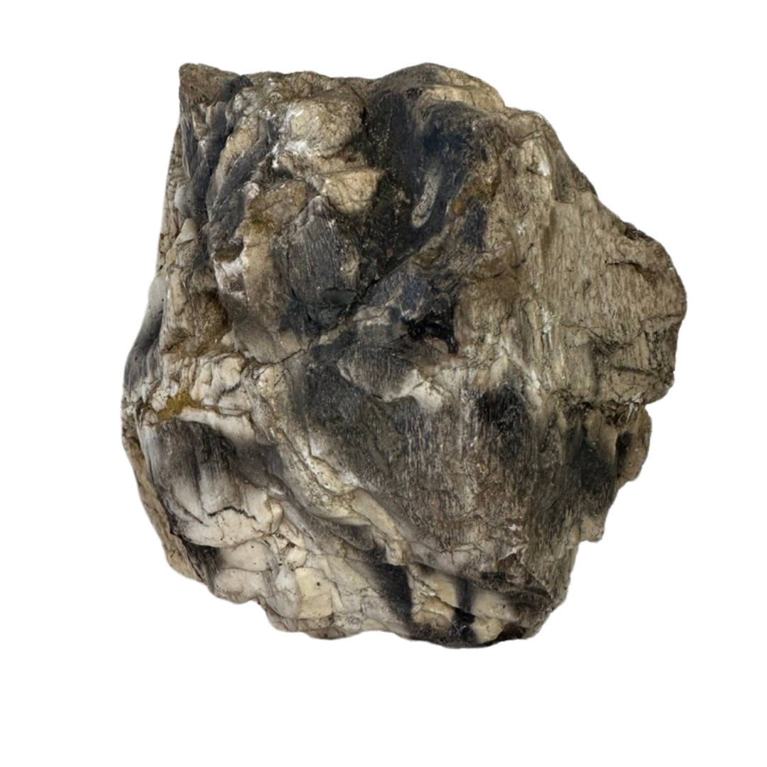The Petrified Wood Relic - White Palm features a rugged, irregular shape with dark gray, black, and white streaks. Its textured surface has visible veins and shiny highlights. This relic is displayed isolated on a white background.