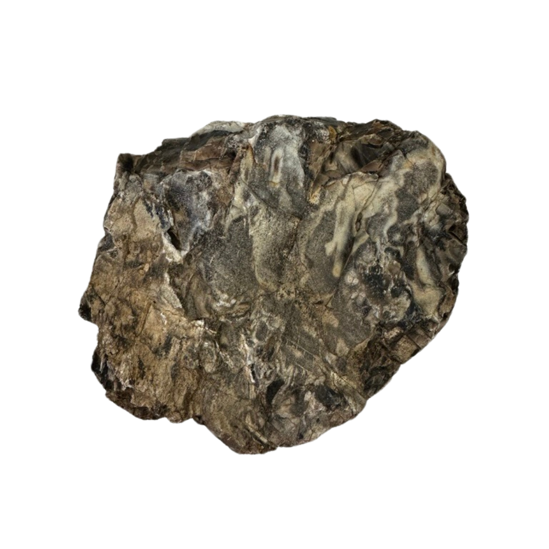 The Petrified Wood Relic - White Palm features a large, rough surface with dark brown, black, and gray hues accented by lighter beige streaks, capturing the ancient beauty of nature. The unpolished piece is set against a plain white background.