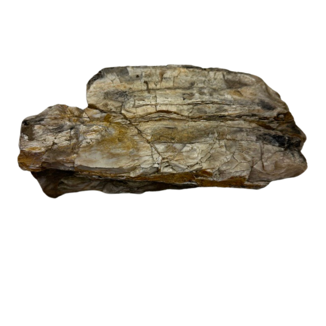 The Petrified Wood Relic - White Palm features a rough, rectangular piece of light brown and beige fossilized wood with jagged, layered surfaces and visible cracks, showcasing its ancient beauty against a white background.