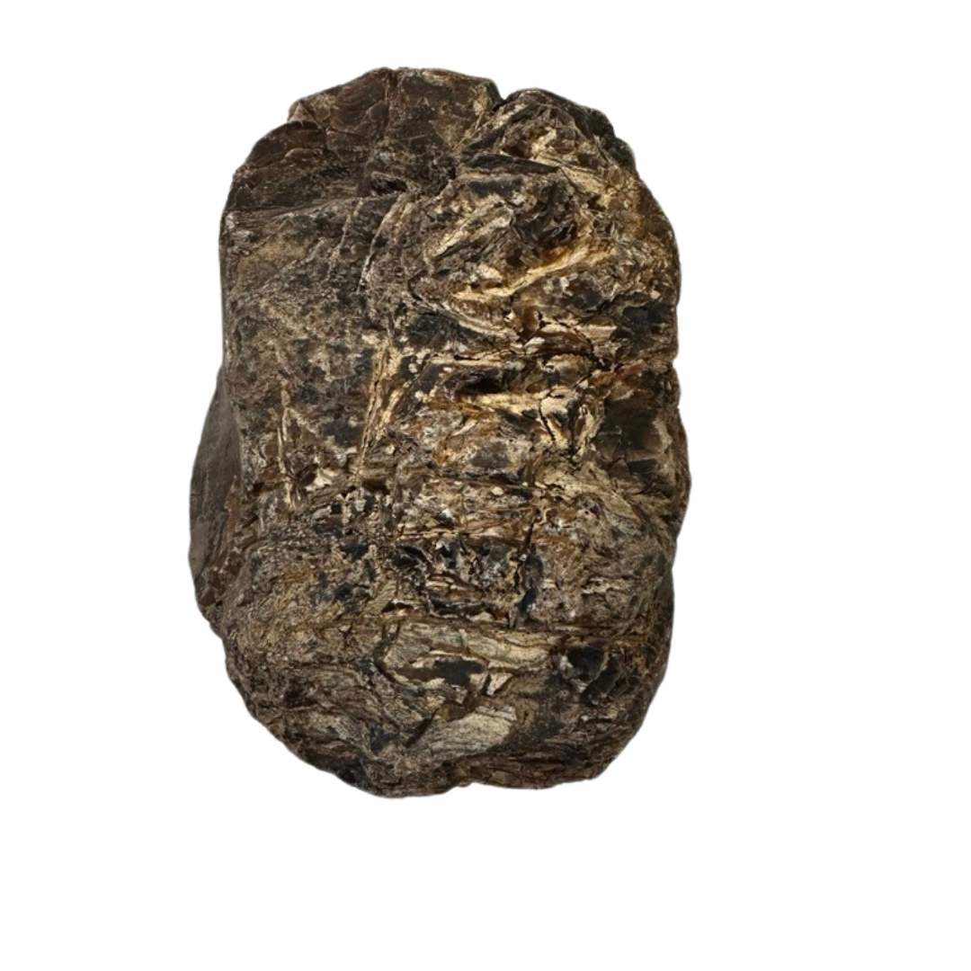 A single, rough Petrified Wood Relic - White Palm with an uneven, textured surface and lighter brown streaks. Its dark brown, irregular shape stands out against a white background, evoking ancient landscapes and natural beauty.