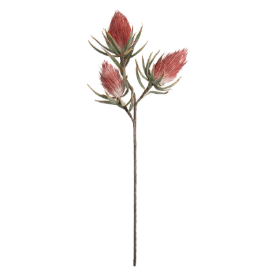 Pink Protea Botanica (809)