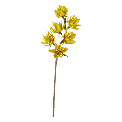 Golden Star Botanica (3219)