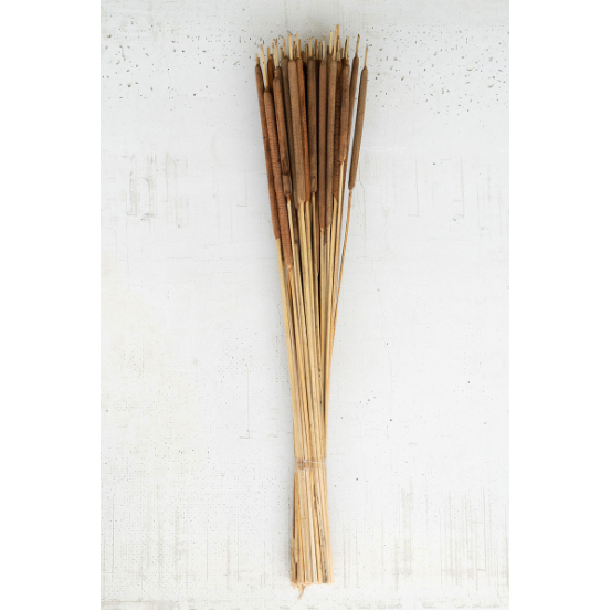 The Darla Bundle of Dried Miniature Cattails, with slender stems and cylindrical fuzzy tops in varying shades of brown, creates a tall arrangement in an empty corner vase against a textured white background, resembling wild weeds swaying in the wind.