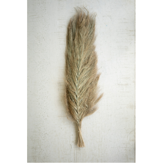 A single Cora Sikha Branch lies flat against a textured, light-colored background. With its feather-like branches and neutral beige tones, the branch points upwards, showcasing its delicate and airy structure—perfect for adding a touch of elegance to your space.