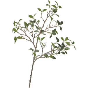 A Frangipani Branch featuring thin, brown branches adorned with numerous small, oval green leaves is spread out against a white background. The natural, organic arrangement of the branches lends the Frangipani Branch a delicate and intricate appearance.