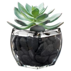 The Frosted Echeveria in Glass Vase features a green succulent with pointed leaves, displayed in a small, clear glass pot filled with smooth black stones. The rounded square vase adds neat style against a white background.