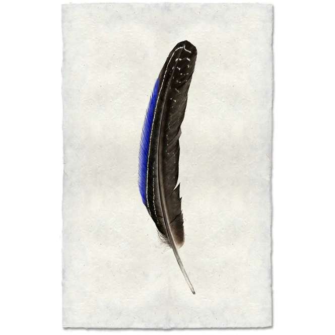 Guinea Fowl Feather (color)