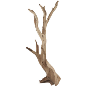 Large Ghostwood Branch