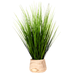 Onion Grass in Round Wood Planter