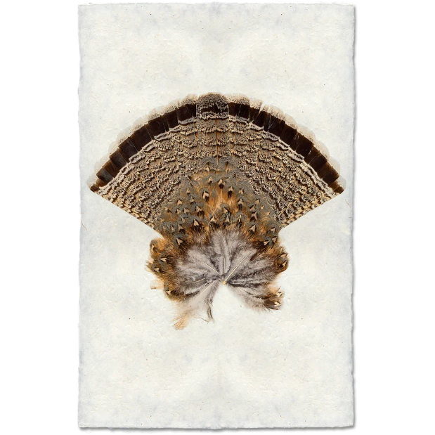 A Ruffed Grouse Tail fans out against a textured white background, reminiscent of handmade paper. The intricate brown, black, and gray markings and slightly fluffy base create a symmetrical semi-circular design.