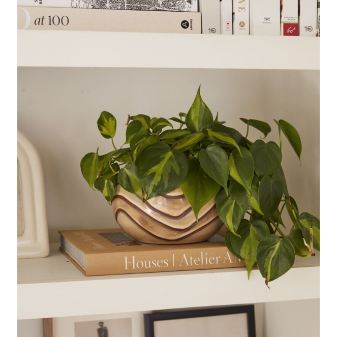 A potted plant with lush green leaves sits on a book titled "Houses | Atelier AM" on a white shelf filled with various books. The plant is housed in the functional and stylish Malina Pot, featuring beige and brown ceramic. The shelf above holds additional books and a framed piece of art, adding contemporary elements to the space.