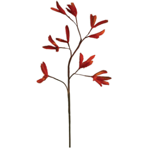 Stem #2752 features a single stem with multiple branches, each topped with fuzzy, tubular, bright red-orange flowers in small clusters. The vivid color and unique shape stand out against a plain white background.