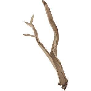 Small Ghostwood Branch