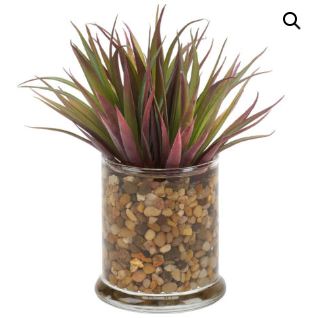 A Small Pineapple Succulent with long, slender green and purple leaves sits gracefully in a clear glass container, measuring just 4 inches in width and length, filled with multicolored pebbles.