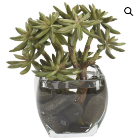 Succulent Spray in Glass Vase