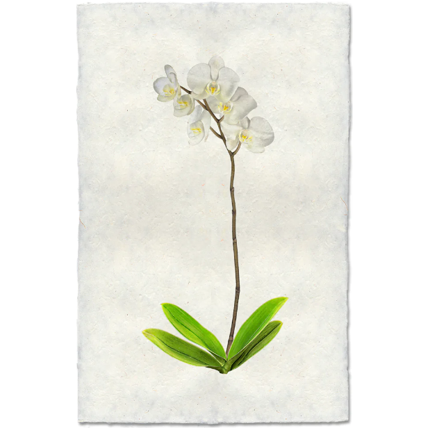 The Adele plant is a delicate white orchid with several blooms on a long, slender stem set against a textured, handmade paper background. Its vibrant green leaves at the base create a striking contrast with the muted backdrop, offering a unique image of natural elegance.