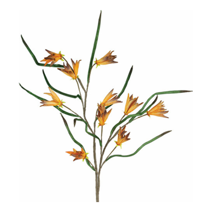 Illustration of Botanica (583), showcasing a flowering plant with slender green stems and elongated leaves. The plant displays numerous orange blooms with pointed petals, each opening at unique angles. Set against a plain white backdrop, the plant's structure and vibrant hues are prominently highlighted.