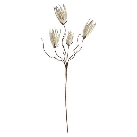 The Botanica (205) features a single brown stem adorned with five elongated ivory buds at the ends of gracefully curved branches. Each bud resembles a pod with a pointed tip, offering a minimalist and elegant aesthetic. Set against a plain white background, it showcases the arrangement's simplicity and beauty.