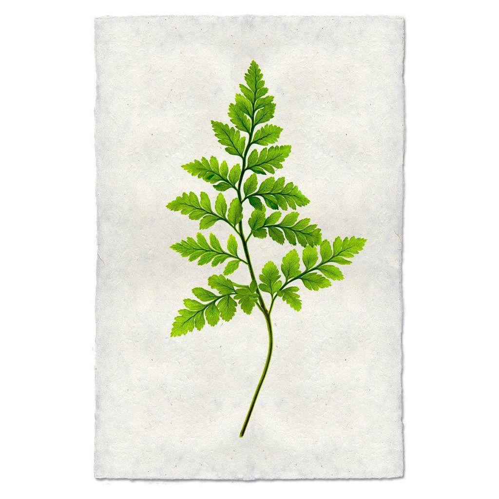 The "Grand, Fern (6)" print features an illustration of a green fern branch with multiple leaflets against a textured off-white background of handmade English watercolor paper. The vibrant leaves are centrally placed and highlighted by the presentation's archival quality.