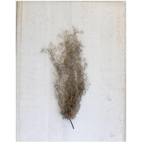 A delicate cluster of Grey Moss is centrally positioned against a textured, off-white background. The fragile, tangled structure casts a faint shadow on the surface behind it.