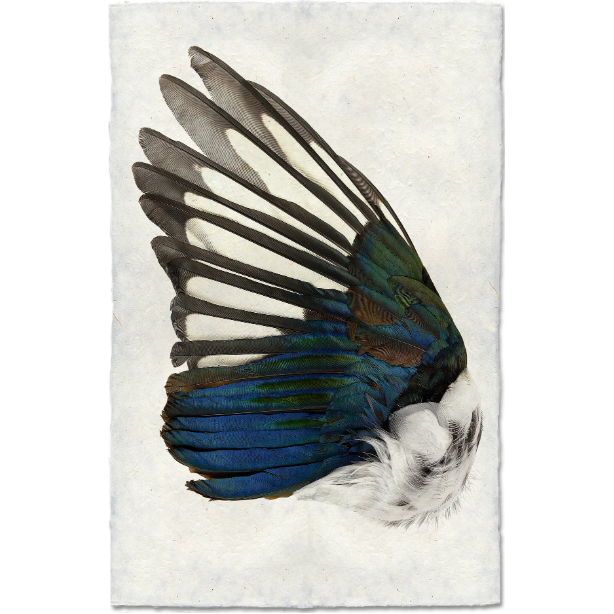 The "Magpie Wing (Left)" features a vivid illustration of layered blue, green, and black feathers on a textured off-white background akin to handmade paper. The design includes intricate details with slight iridescence and delicate white plumage at the base.